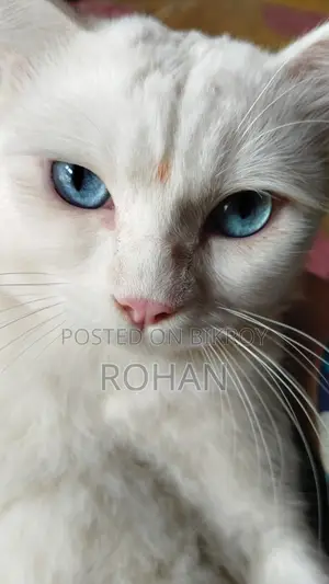 Turkish Angora Blue Eyes