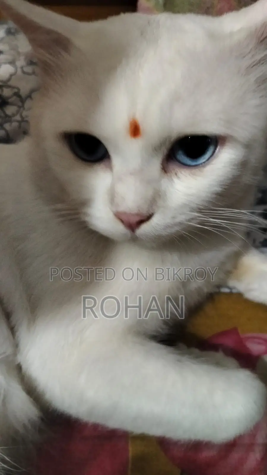 Turkish Angora Blue Eyes