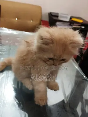 পার্সিয়ান ফিমেল কিটেন