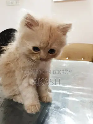 পার্সিয়ান ফিমেল কিটেন