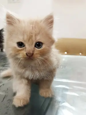 পার্সিয়ান ফিমেল কিটেন