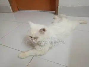 পারসিয়ান