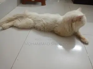 পারসিয়ান