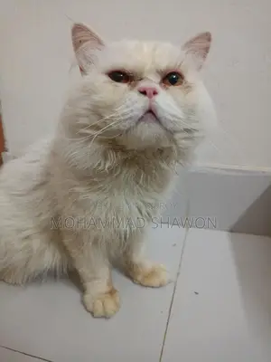 পারসিয়ান