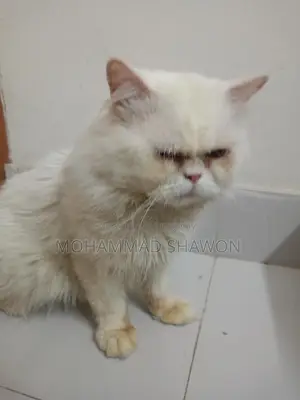 পারসিয়ান