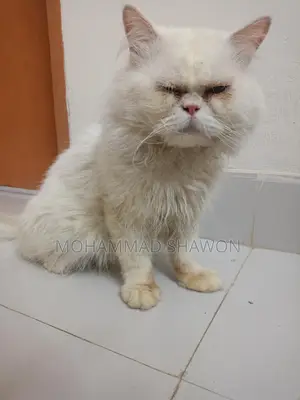 পারসিয়ান