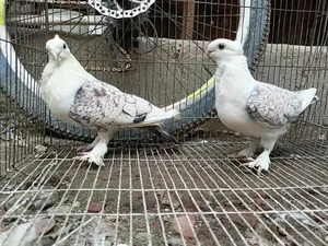Jhorna Sharting Pigeons