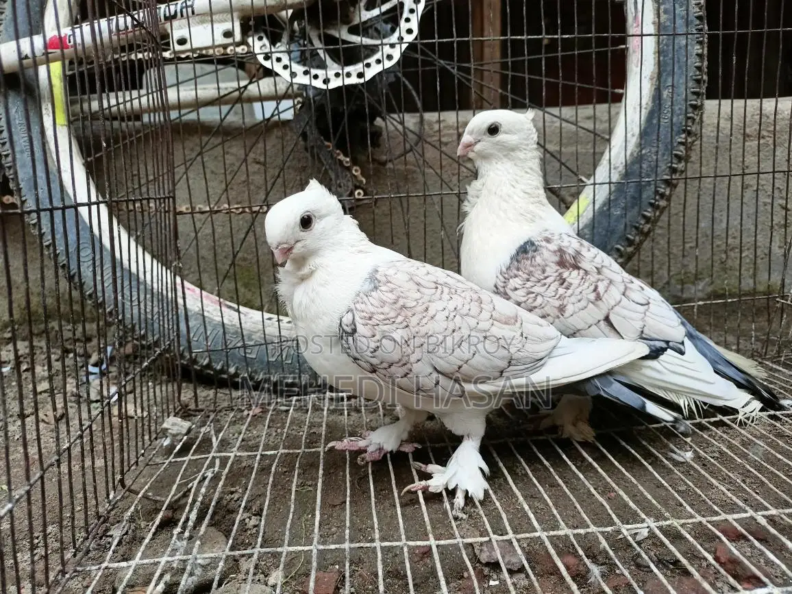 Jhorna Sharting Pigeons