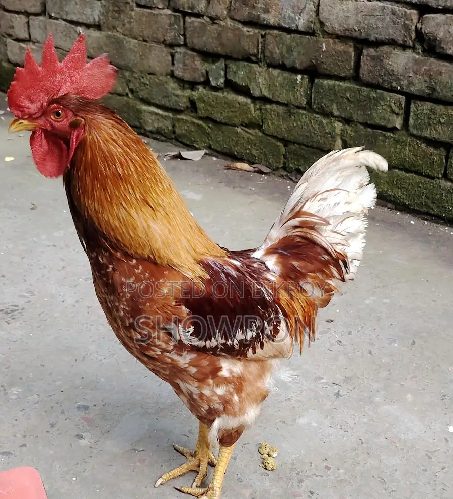 ওরজিনাল লেয়ার ব্রীডার মোরগ