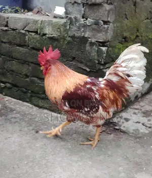 ওরজিনাল লেয়ার ব্রীডার মোরগ