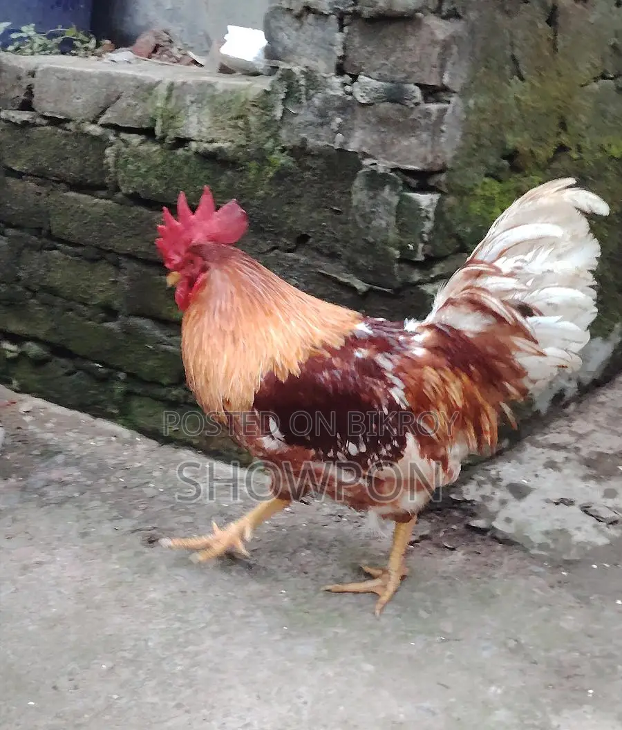 ওরজিনাল লেয়ার ব্রীডার মোরগ