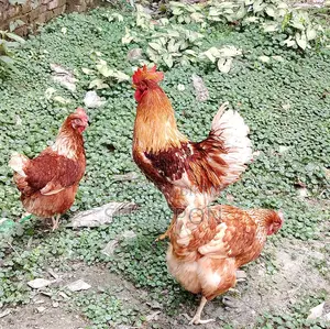 ওরজিনাল লেয়ার ব্রীডার মোরগ