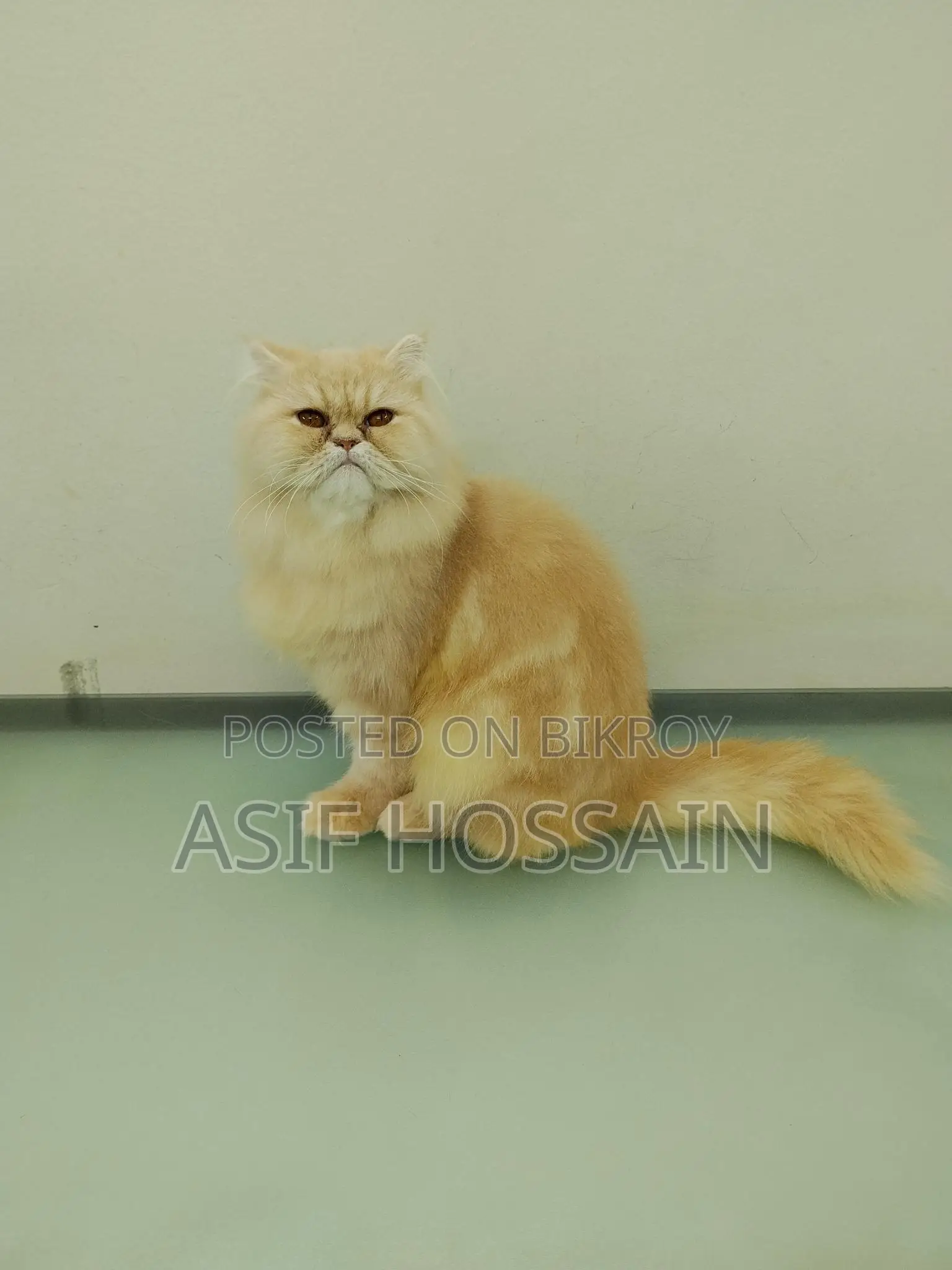 Traditional Persian Adult Male Cat