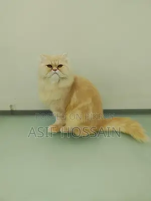 Traditional Persian Adult Male Cat