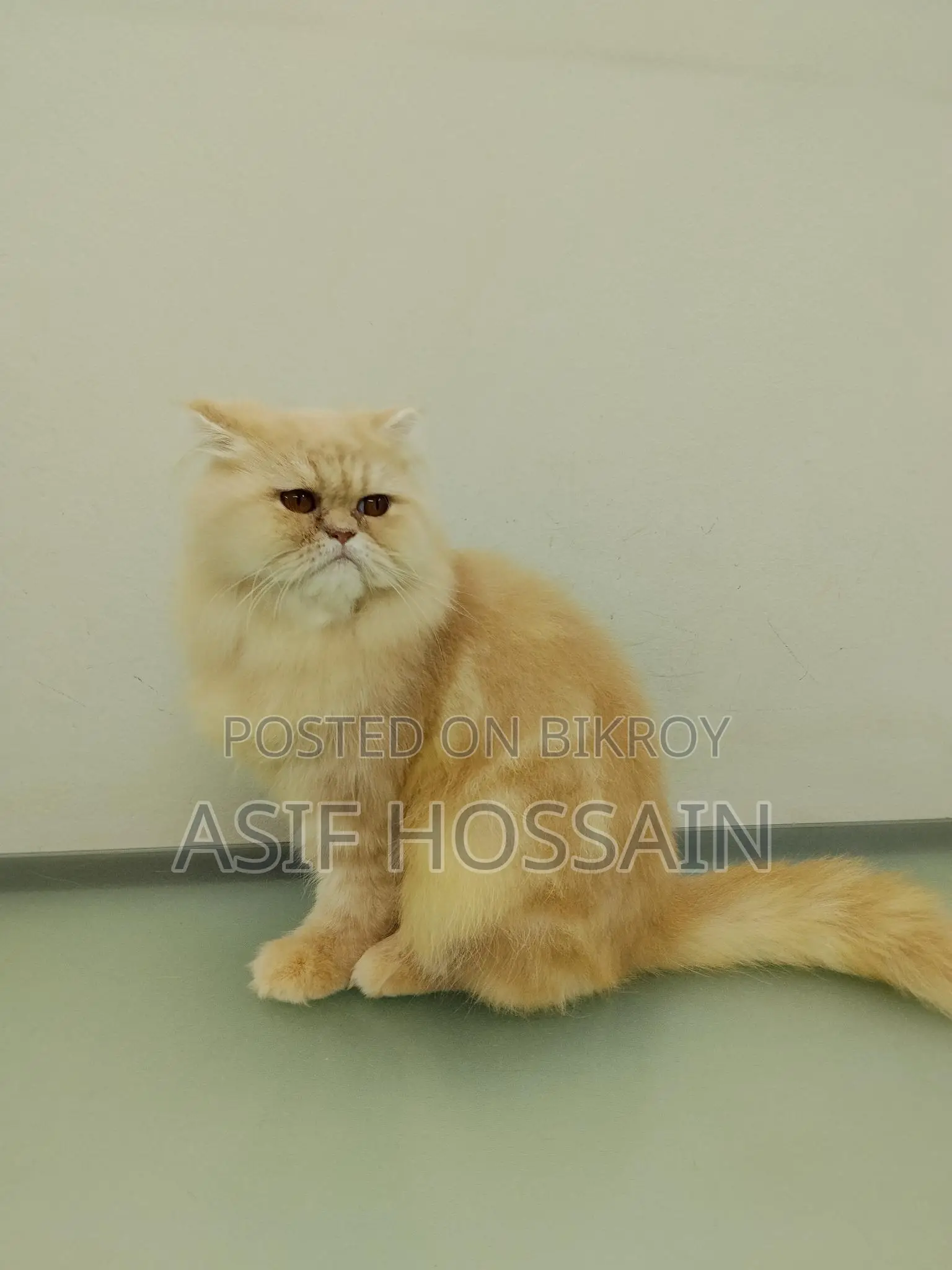 Traditional Persian Adult Male Cat