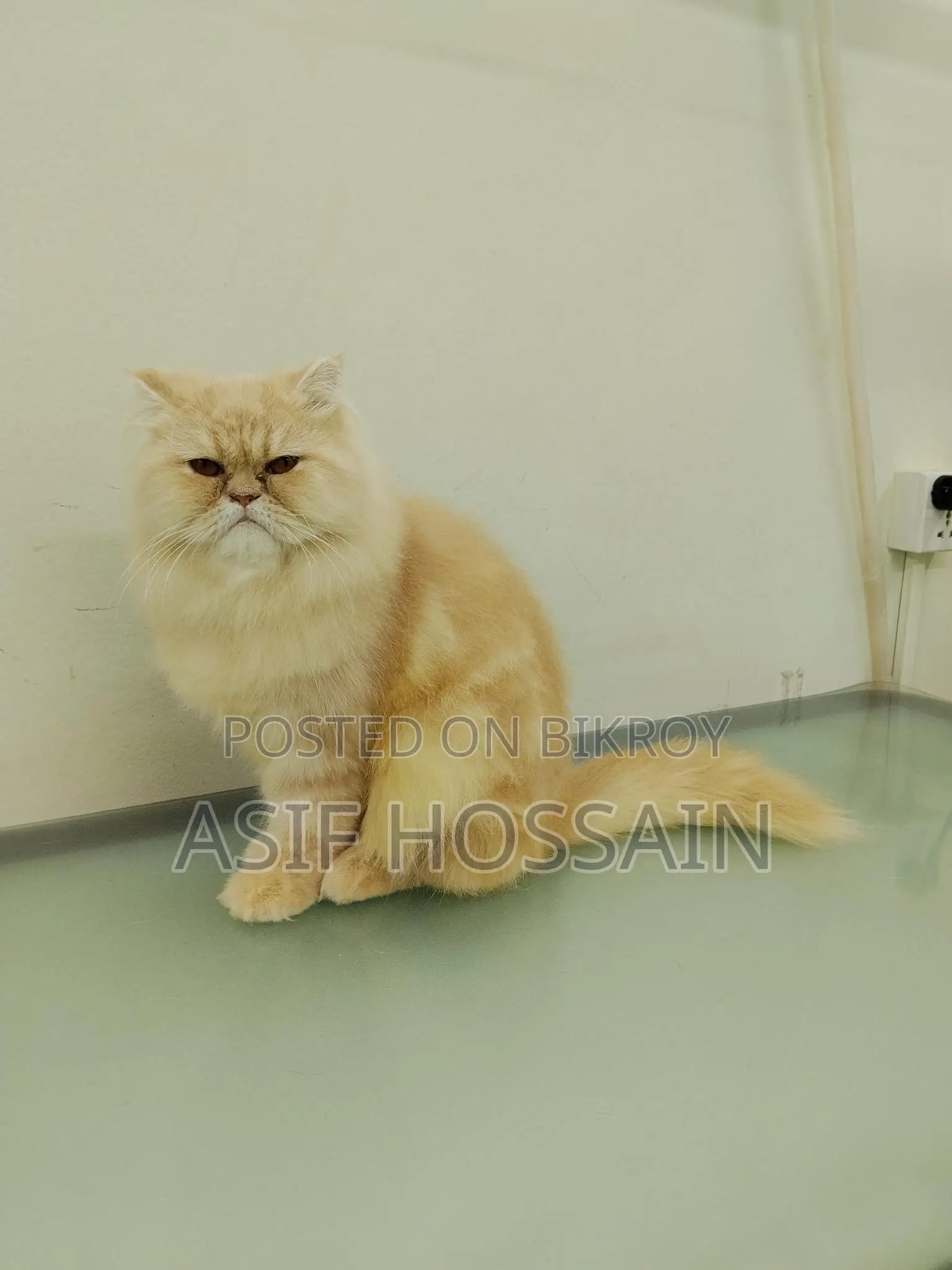 Traditional Persian Adult Male Cat