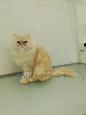 Traditional Persian Adult Male Cat