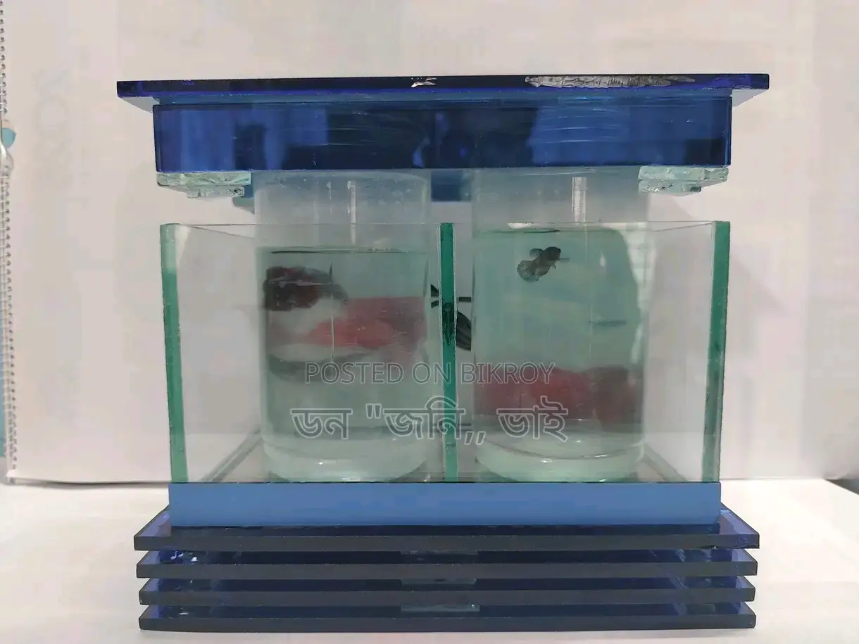 Fighter Fish and Aquarium