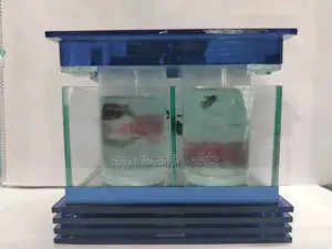 Fighter Fish and Aquarium
