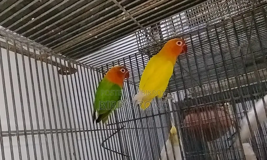 Active Lovebirds