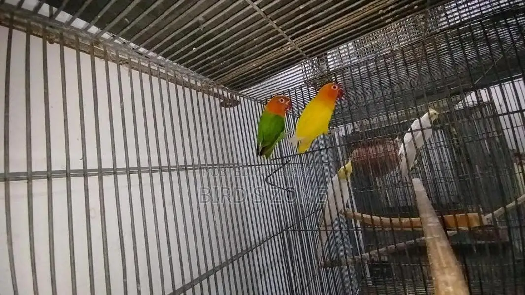 Active Lovebirds