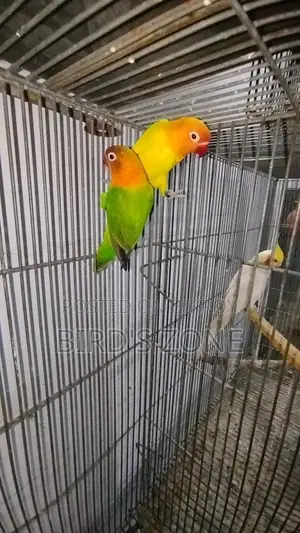 Active Lovebirds