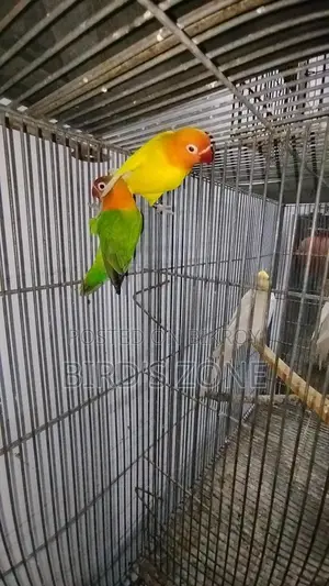 Active Lovebirds
