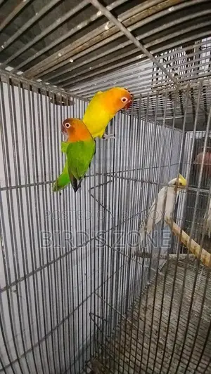 Active Lovebirds