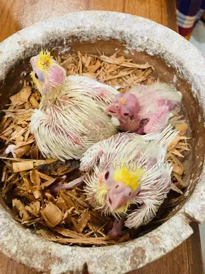 Cockatiel Bird