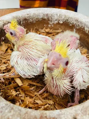 Cockatiel Bird
