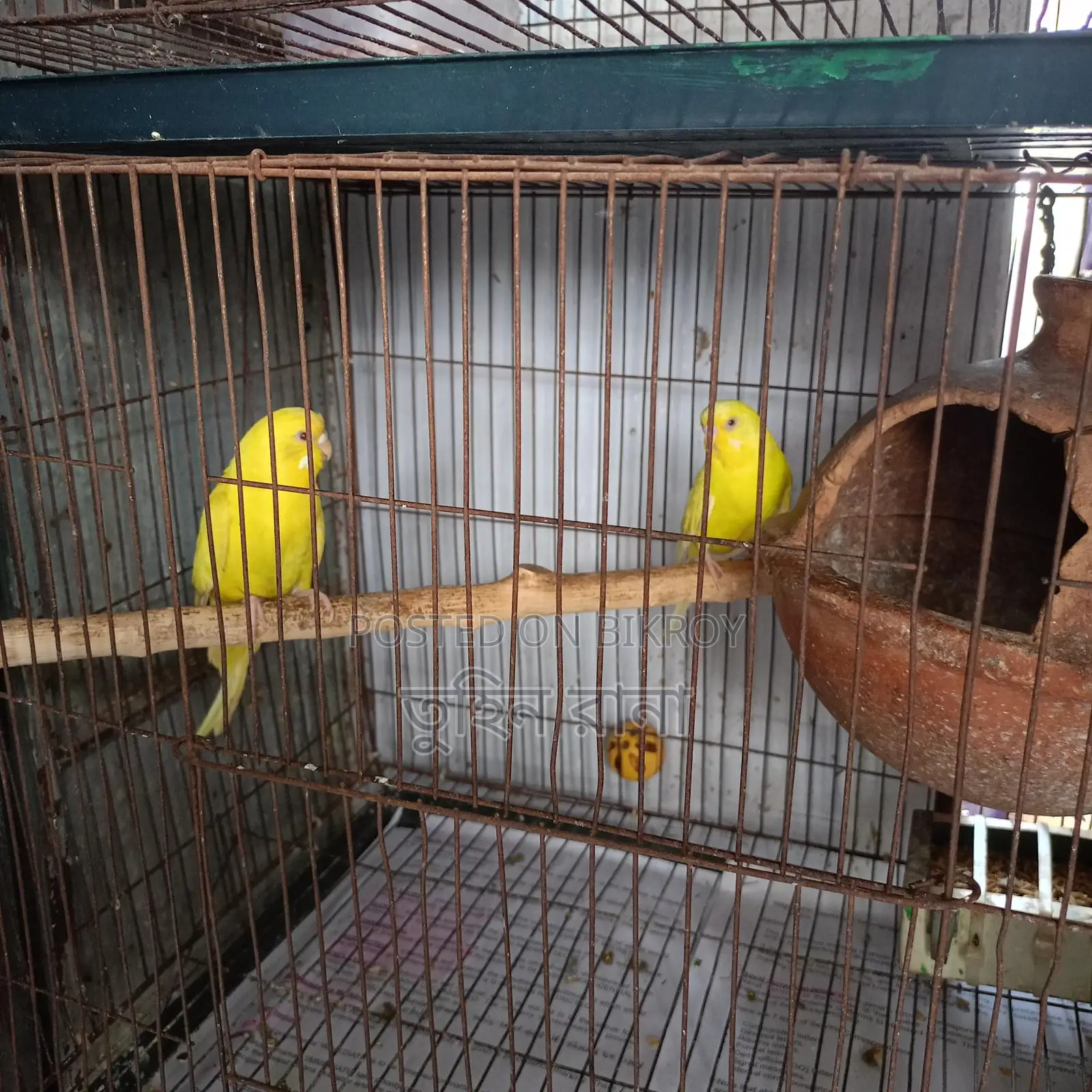 Some Running Birds for Sale