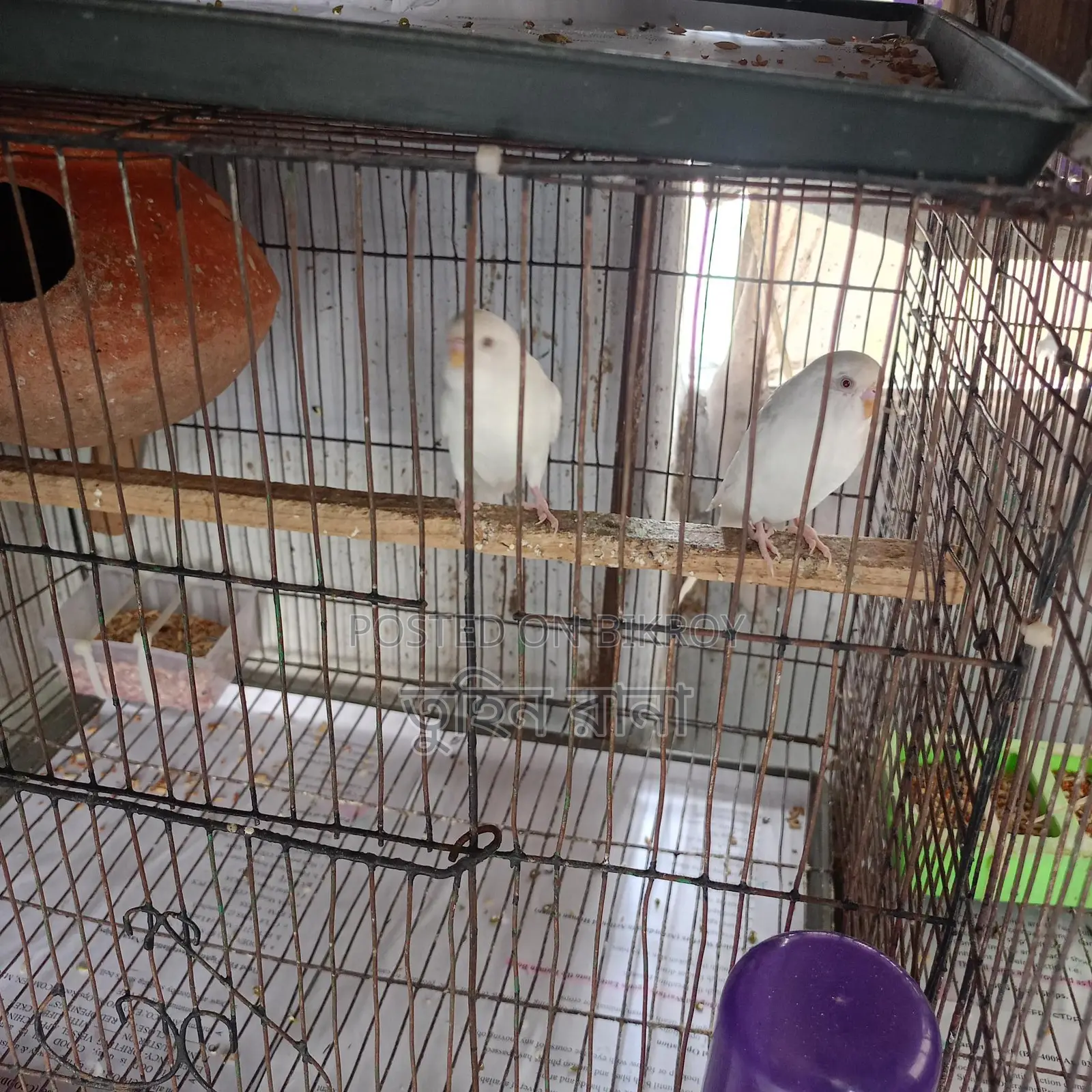 Some Running Birds for Sale