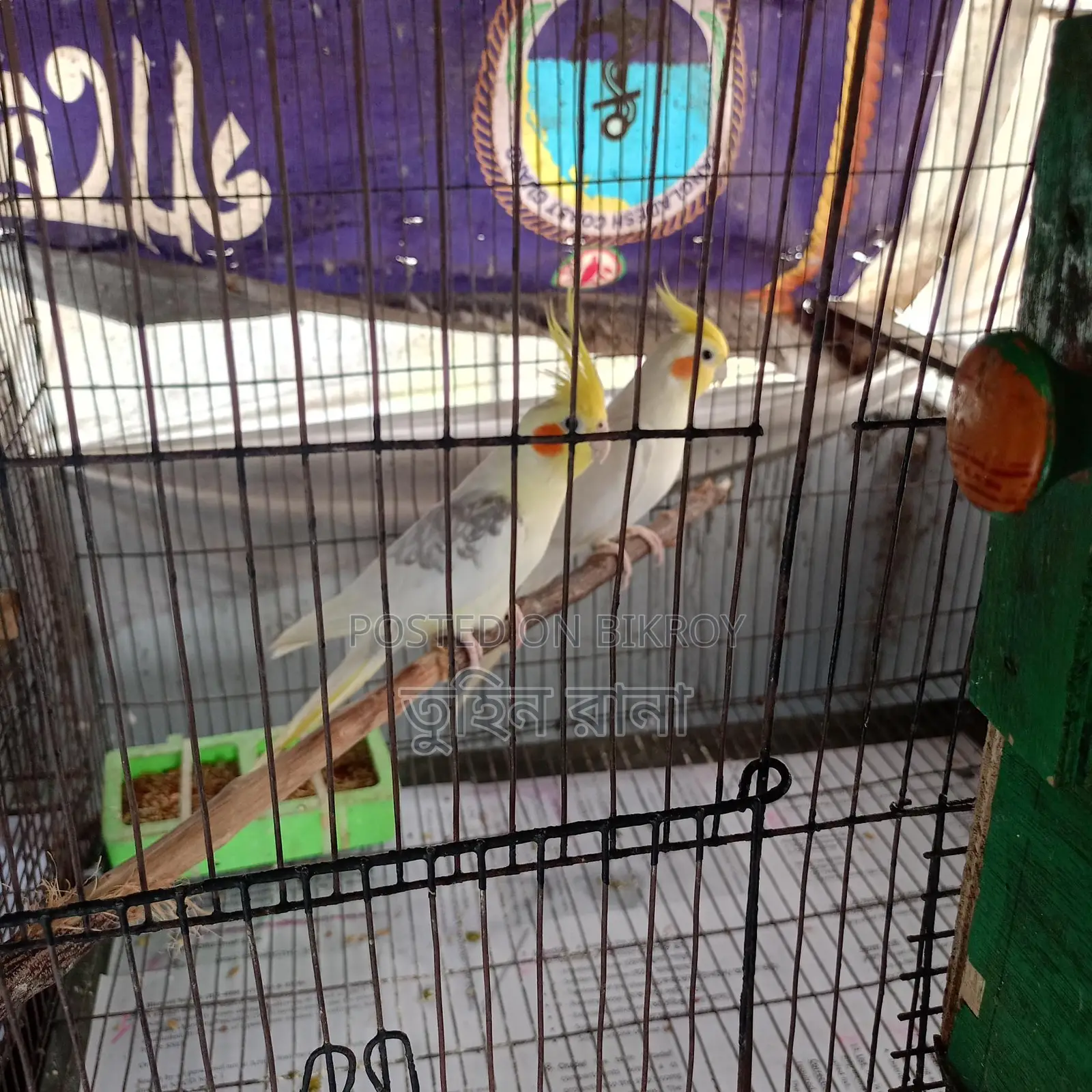 Some Running Birds for Sale