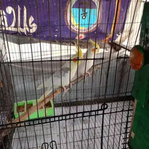 Some Running Birds for Sale