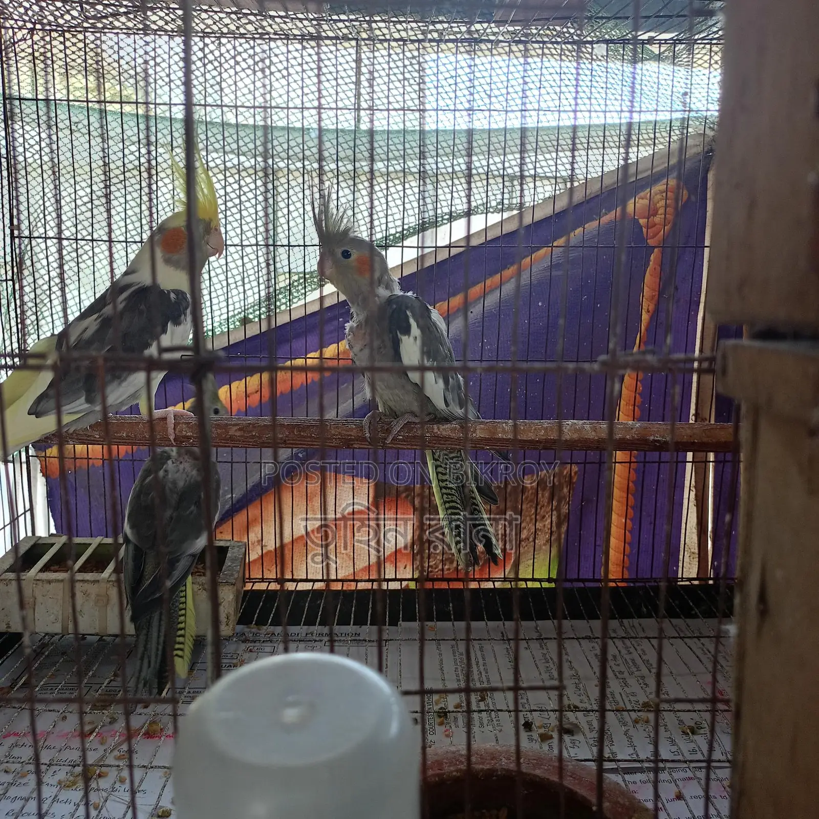 Some Running Birds for Sale