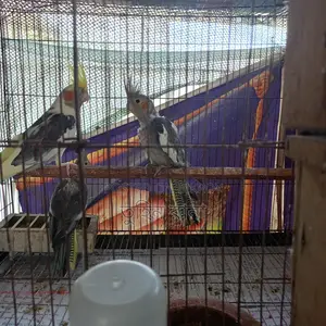 Some Running Birds for Sale