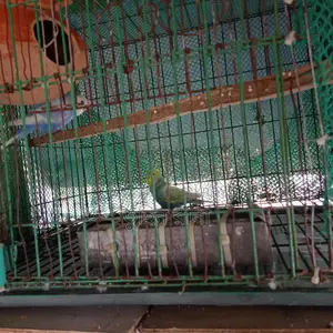 Some Running Birds for Sale