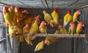 Red Head Opaline Lovebird Birds