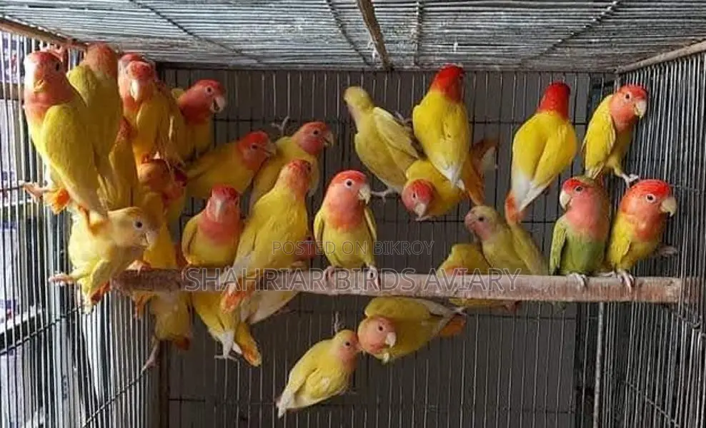 Red Head Opaline Lovebird Birds