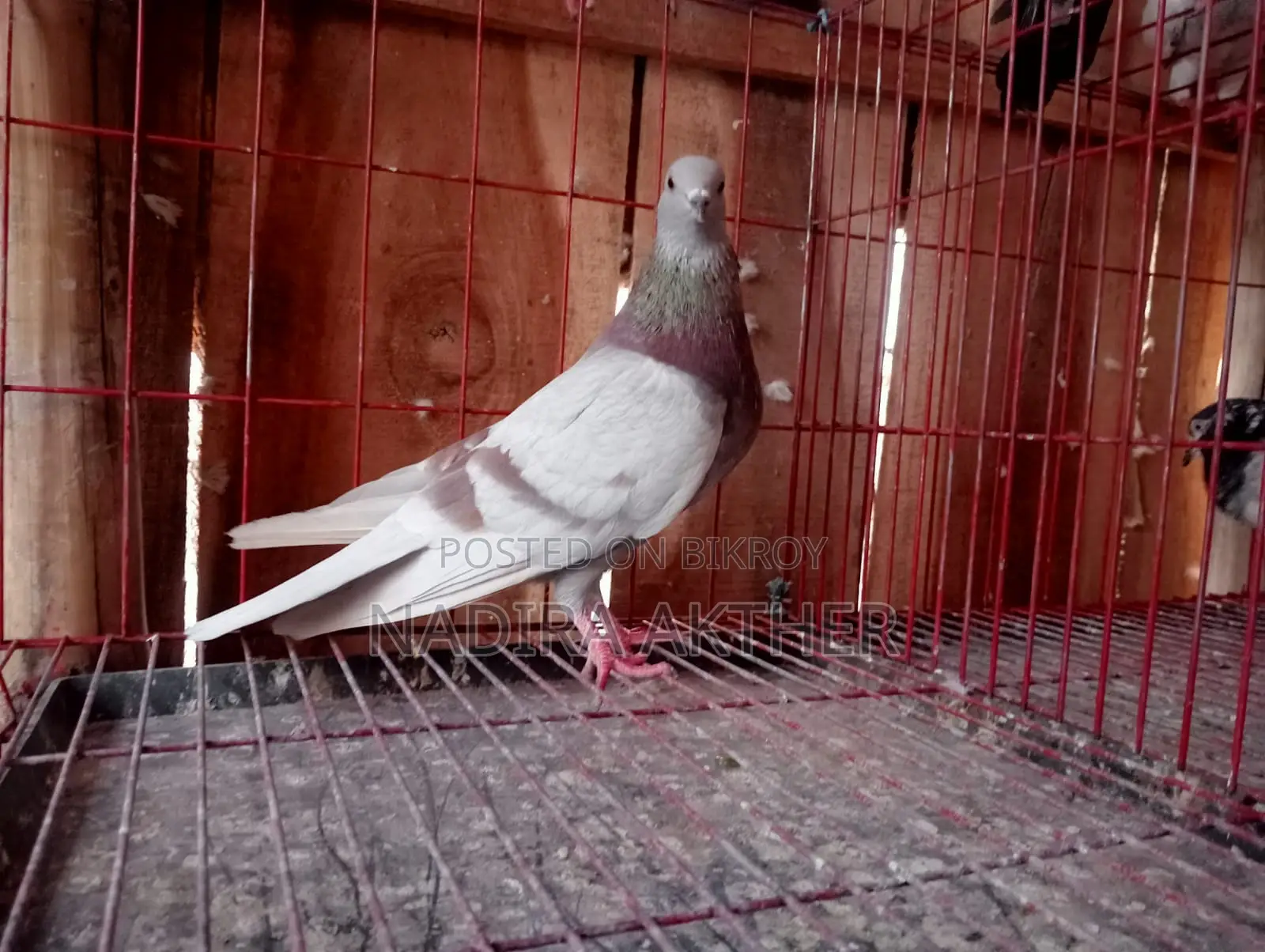 Pigeons
