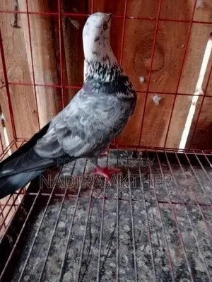 Pigeons