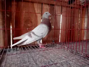 Pigeons