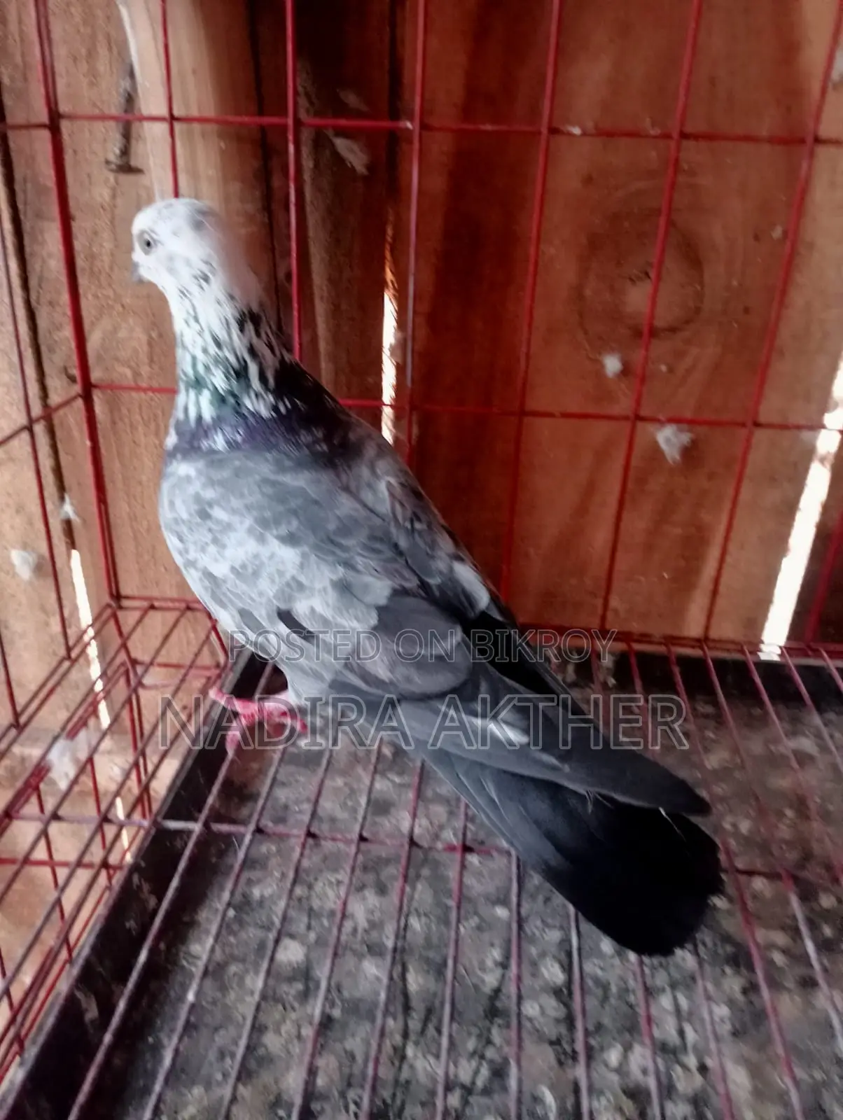 Pigeons