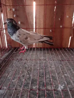 Pigeons
