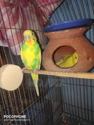 Budgerigar Birds