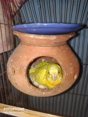 Budgerigar Birds