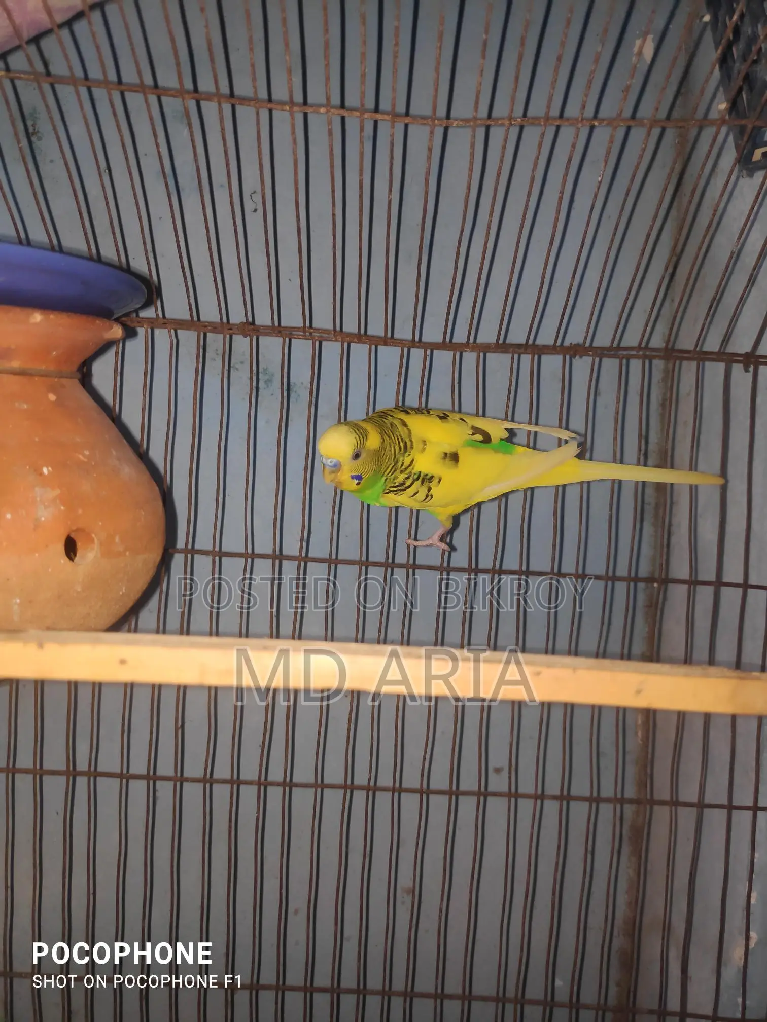 Budgerigar Birds