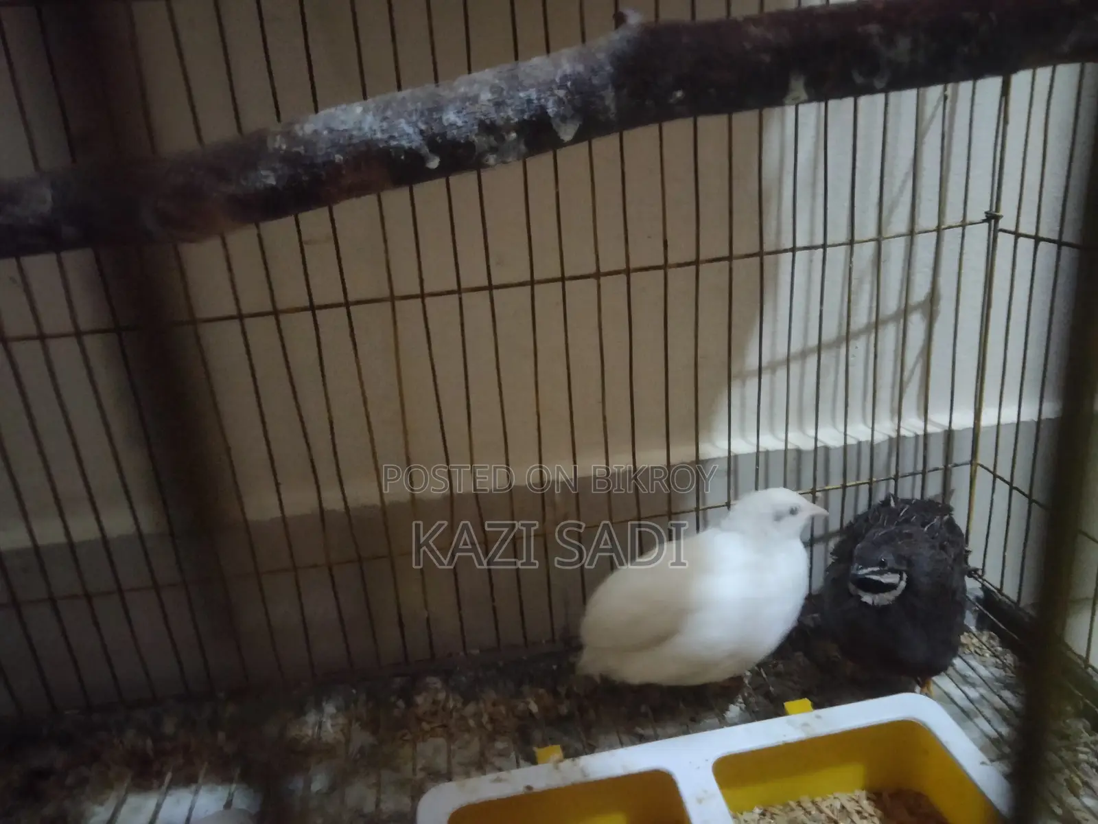 King Quail