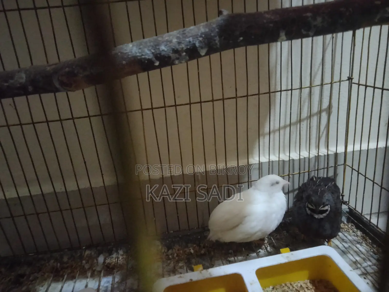 King Quail