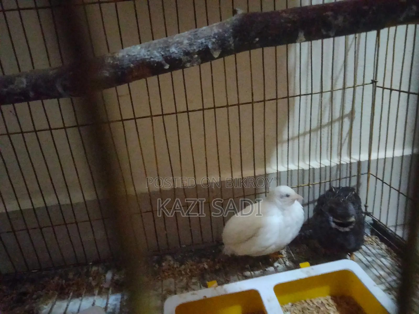 King Quail